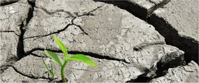 Obraz - Praskliny (120x50 cm)