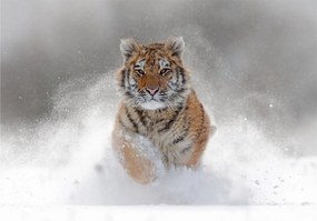 Obraz bežiaceho tigra v snehu (70x50 cm)