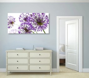 Obraz kvitnúce fialové kvety cesnaku Varianta: 100x50
