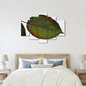 Obraz - List ruže (150x105 cm)