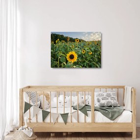 Sklenený obraz - Slnečnicové pole II. (70x50 cm)