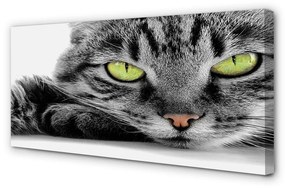 Obraz na plátne šedočierna mačka 100x50 cm