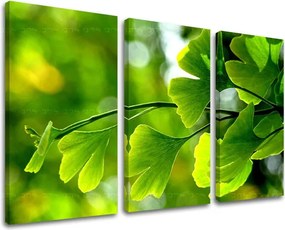 Obraz na stenu 3 dielny RASTLINY RA020E30