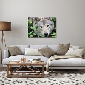 Sklenený obraz - Portrét vlka (70x50 cm)