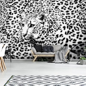 Fototapeta - Čiernobiela - gepard (254x184 cm)