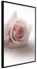 Artgeist Plagát - Rose Shadow [Poster] Veľkosť: 30x45, Verzia: Čierny rám