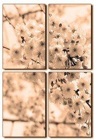 Obraz na plátne - Čerešňový kvet - obdĺžnik 7279FE (90x60 cm)