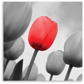 Obraz na plátně, Červený květ tulipánu - 50x50 cm