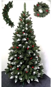 Limpol Borovica Iza s červenými bobuľami 1,20 m