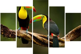 Obraz sediacich tukanov, Costa Rica (150x105 cm)
