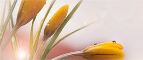 Obraz - Jarné kvety (120x50 cm)