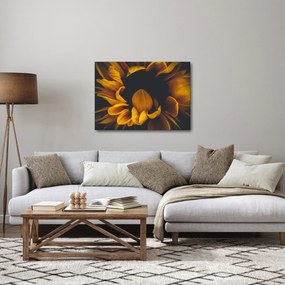 Obraz - Slnečnica v čiernom pozadí (70x50 cm)