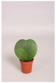 Hoya kerrii 5,5x12 cm