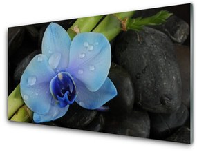 Nástenný panel  Kvet kamene rastlina 140x70 cm