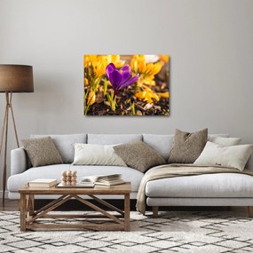 Obraz fialovej kvetiny (70x50 cm)