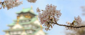 Obraz - Sakura (120x50 cm)