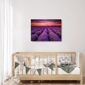 Sklenený obraz - Levanduľové pole (70x50 cm)