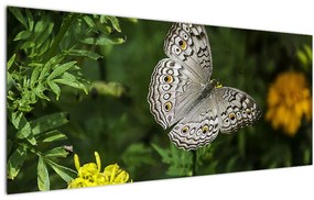 Obraz - biely motýľ (120x50 cm)