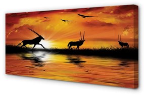 Obraz canvas Vtáky jazero západ 100x50 cm