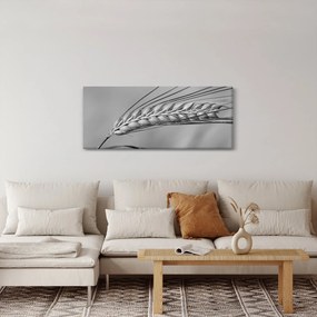 Obraz - Pšenica, čiernobiela (120x50 cm)