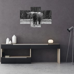 Obraz - Škótska krava (90x60 cm)