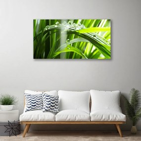 Obraz Canvas Tráva rosa kvapky rastlina 120x60 cm