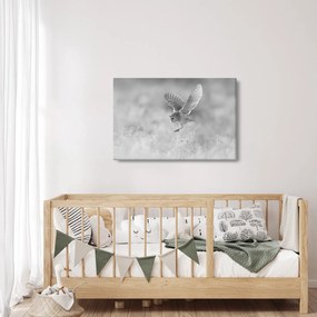 Obraz - Sova, čiernobiela (90x60 cm)