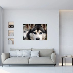 Obraz psa husky (90x60 cm)