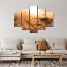 Obraz - Tráva na slnku (150x105 cm)