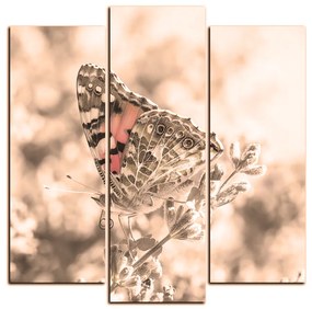Obraz na plátne - Motýľ na levanduľe - štvorec 3221FC (105x105 cm)