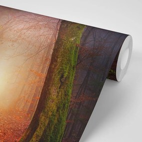 Samolepiaca tapeta les v rozprávkových farbách - 150x100