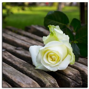 Obraz na plátne - Biela ruža na lavici - štvorec 3224A (80x80 cm)