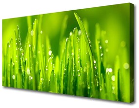 Obraz Canvas Zelená tráva kvapky rosy 125x50 cm