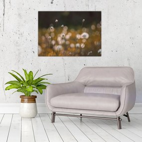 Sklenený obraz - Lúka s cottongrass N⁰2 (70x50 cm)