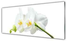Obraz plexi Plátky kvet bíla orchidea 125x50 cm