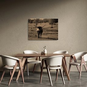 Sklenený obraz - Texaská krava (70x50 cm)