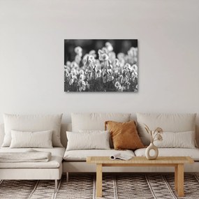 Obraz - Letná lúka (70x50 cm)