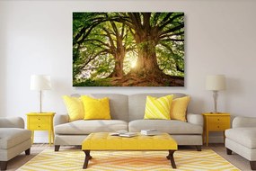 Obraz majestátne stromy Varianta: 120x80
