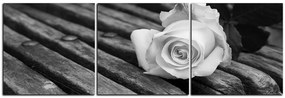 Obraz na plátne - Biela ruža na lavici - panoráma 5224QB (150x50 cm)