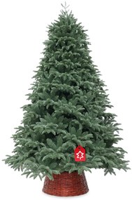 Smrek Oregon extra hustý 240 cm