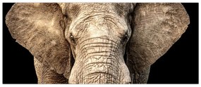 Obraz - Slon africký (120x50 cm)