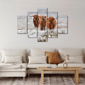 Obraz - Škótske kravy (150x105 cm)