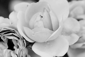 Obraz pôvabné ruže v čiernobielom prevedení
