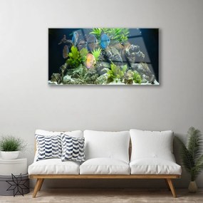 Skleneny obraz Ryba kamene listy príroda 100x50 cm