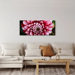 Obraz ružovej Dahlie (120x50 cm)