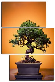 Obraz na plátne - Bonsai - obdĺžnik 7244D (120x80 cm)