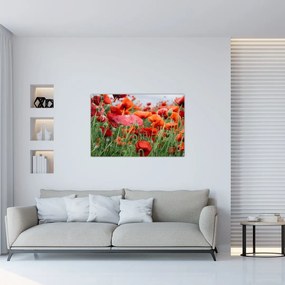 Obraz z poľa vlčích makov (90x60 cm)