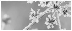 Obraz - Zamrznutá rastlina (120x50 cm)