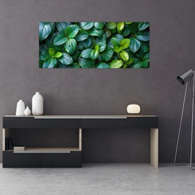 Obraz - Zelené rastliny (120x50 cm)