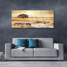 Obraz na akrylátovom skle Púšť krajina 125x50 cm